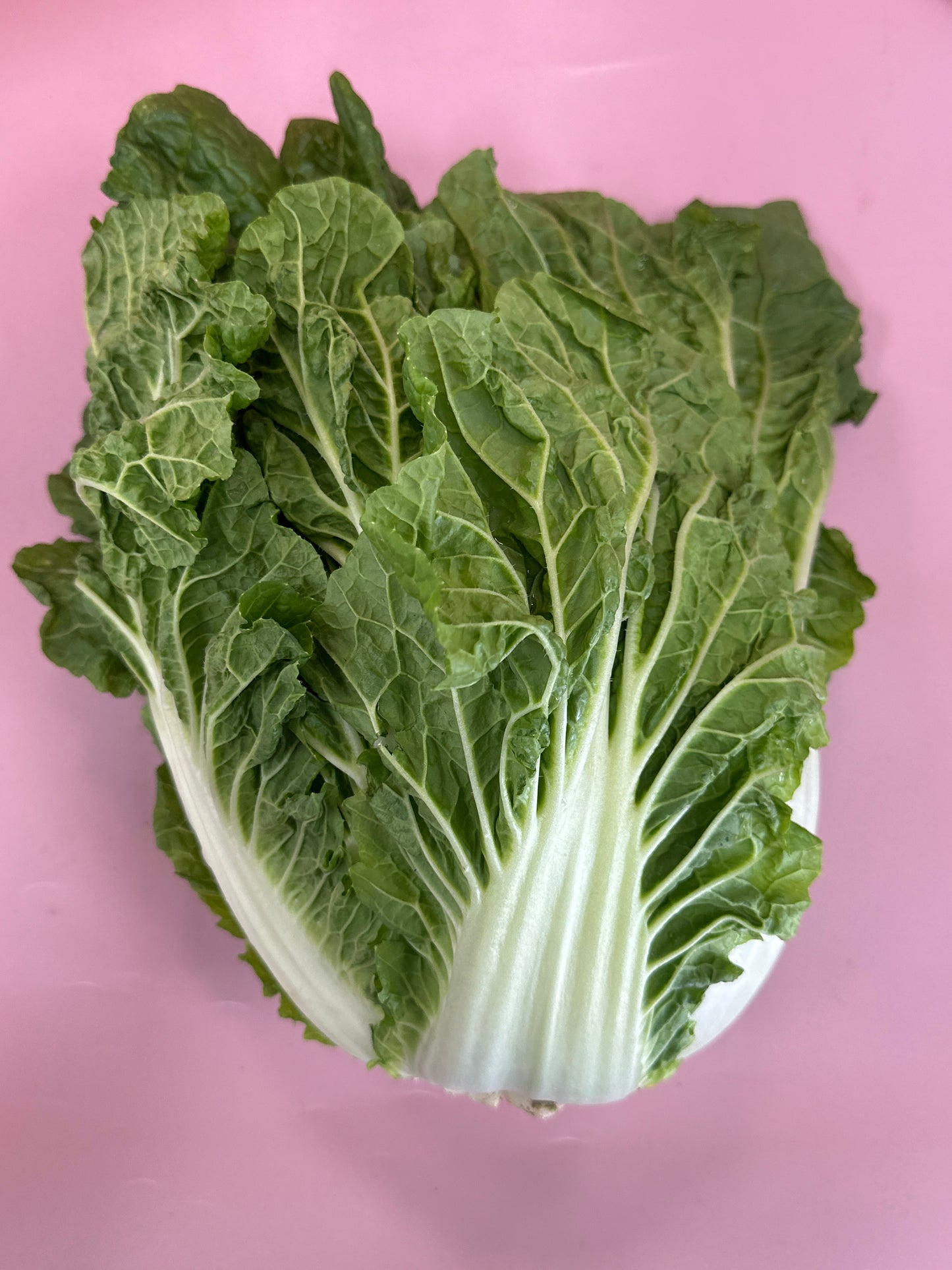 Cabbage Chinese