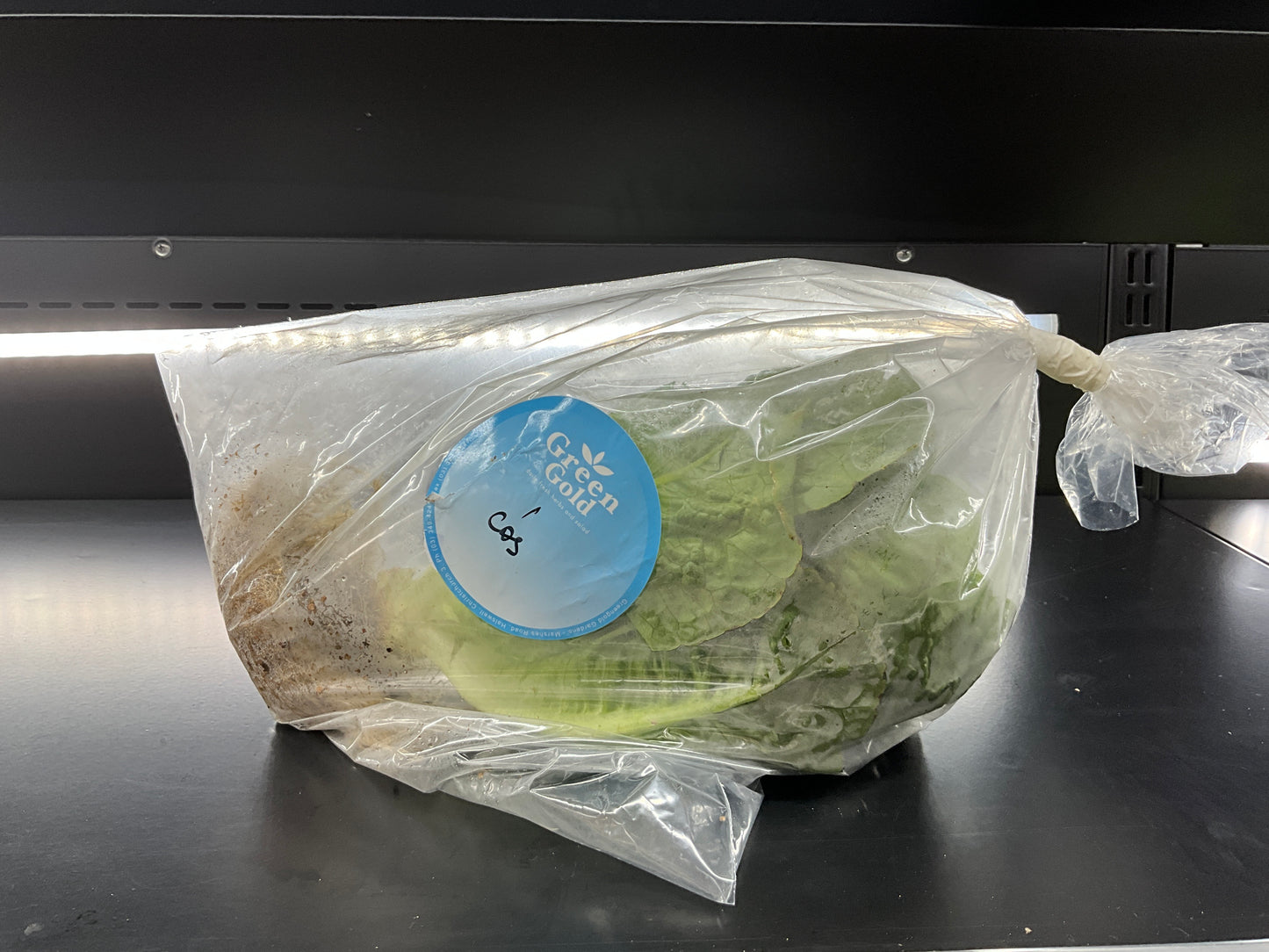Green Gold Cos Lettuce