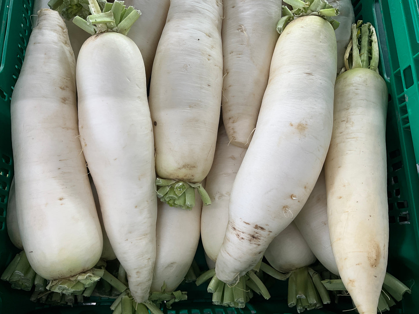 Daikon/ea