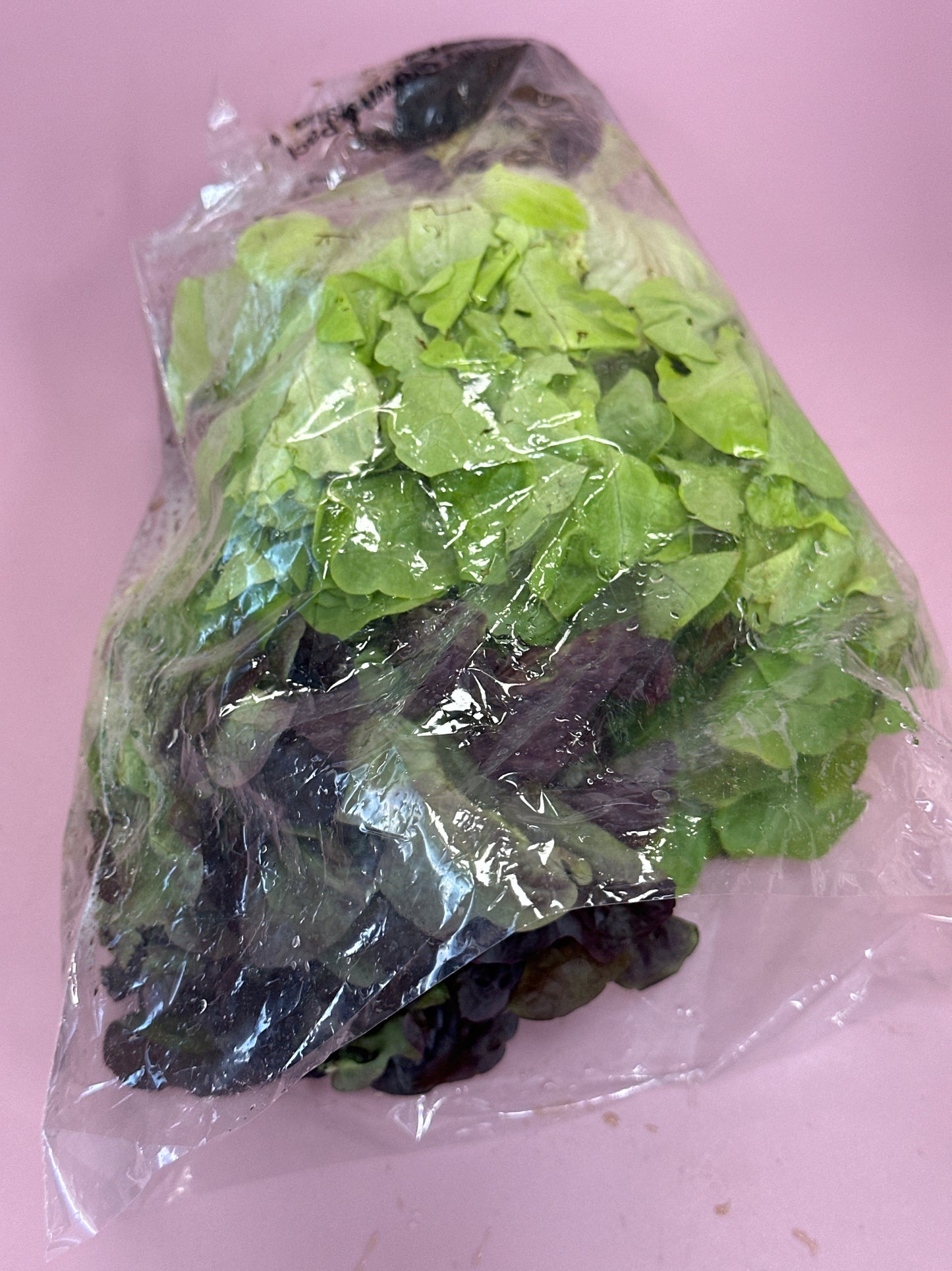 Lettuce Hydro Mixed Frill /ea