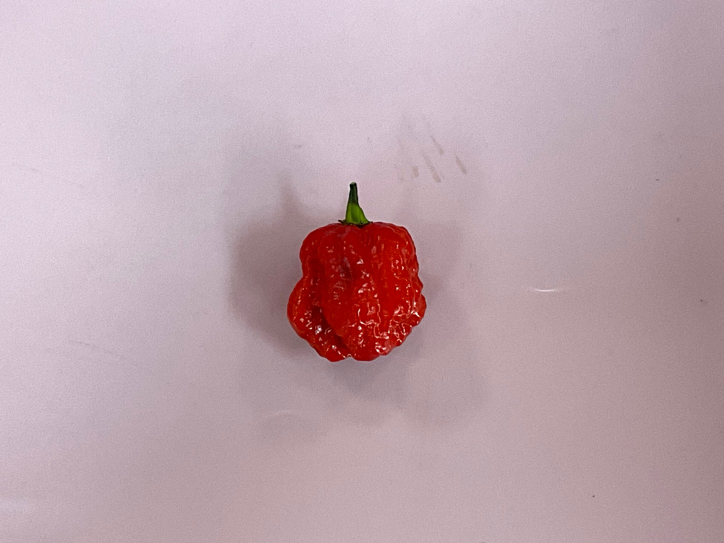 Chilies Caroline reaper /KG