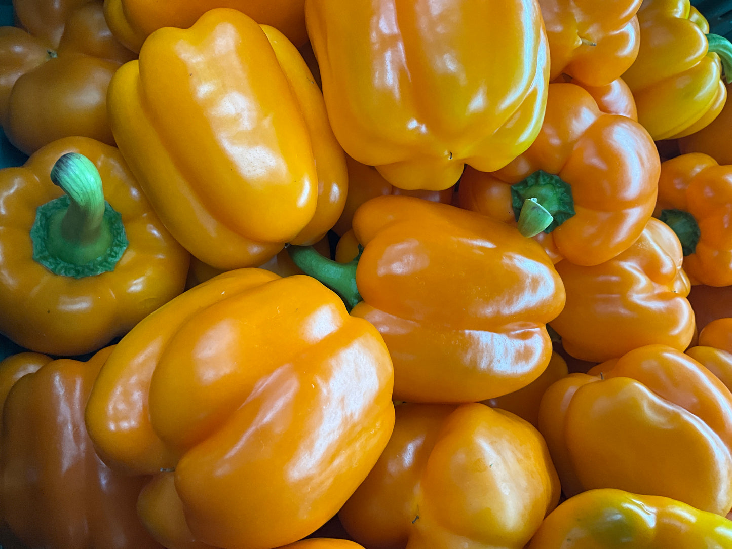 Capsicum Orange /kg