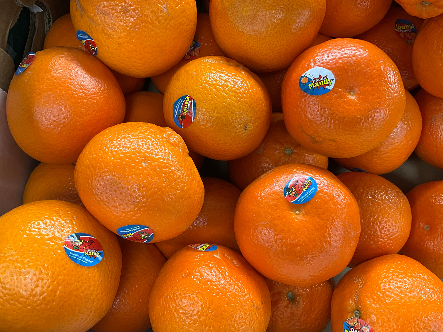 Mandarin Dandy Mandy AUS