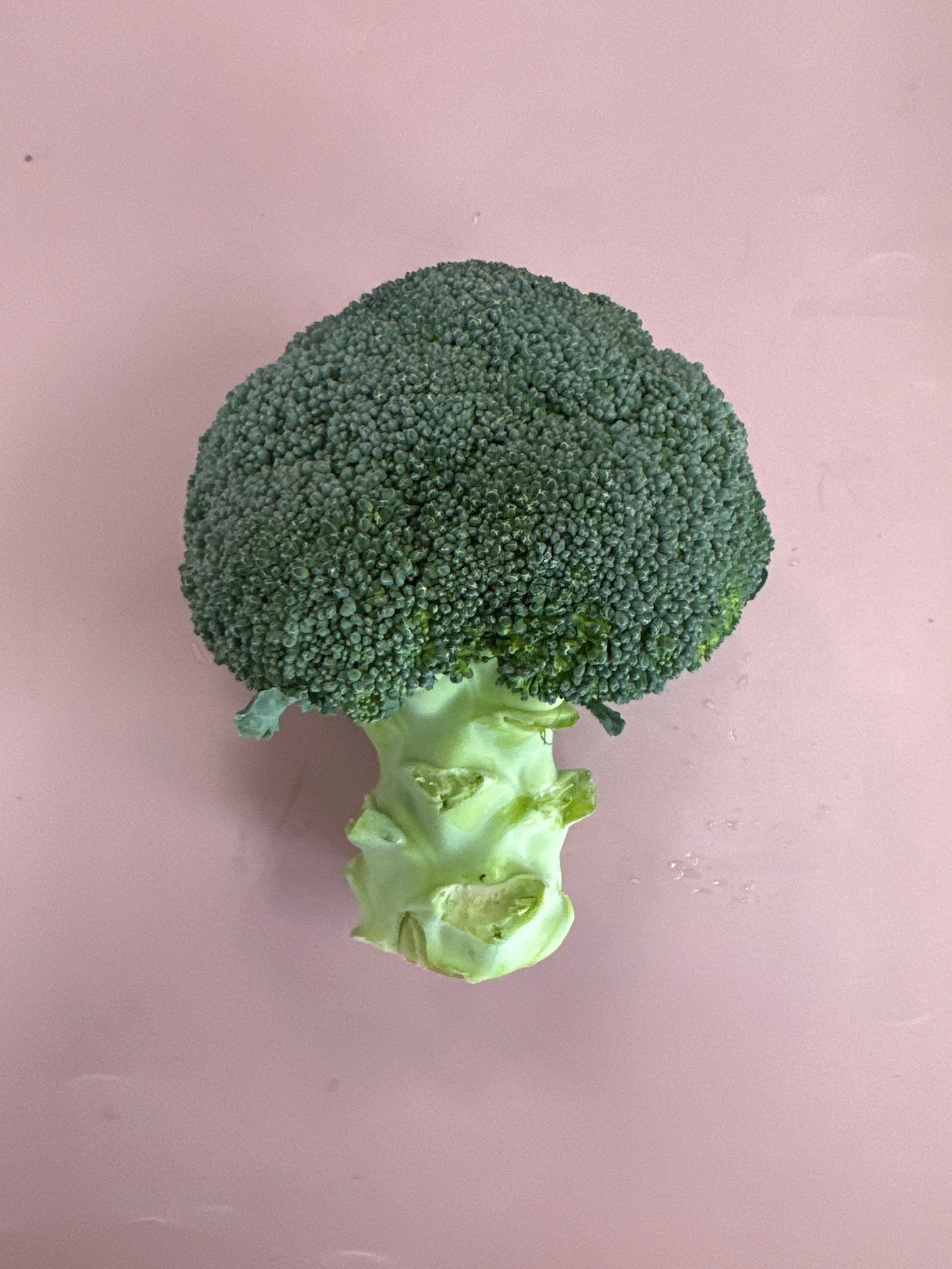Broccoli