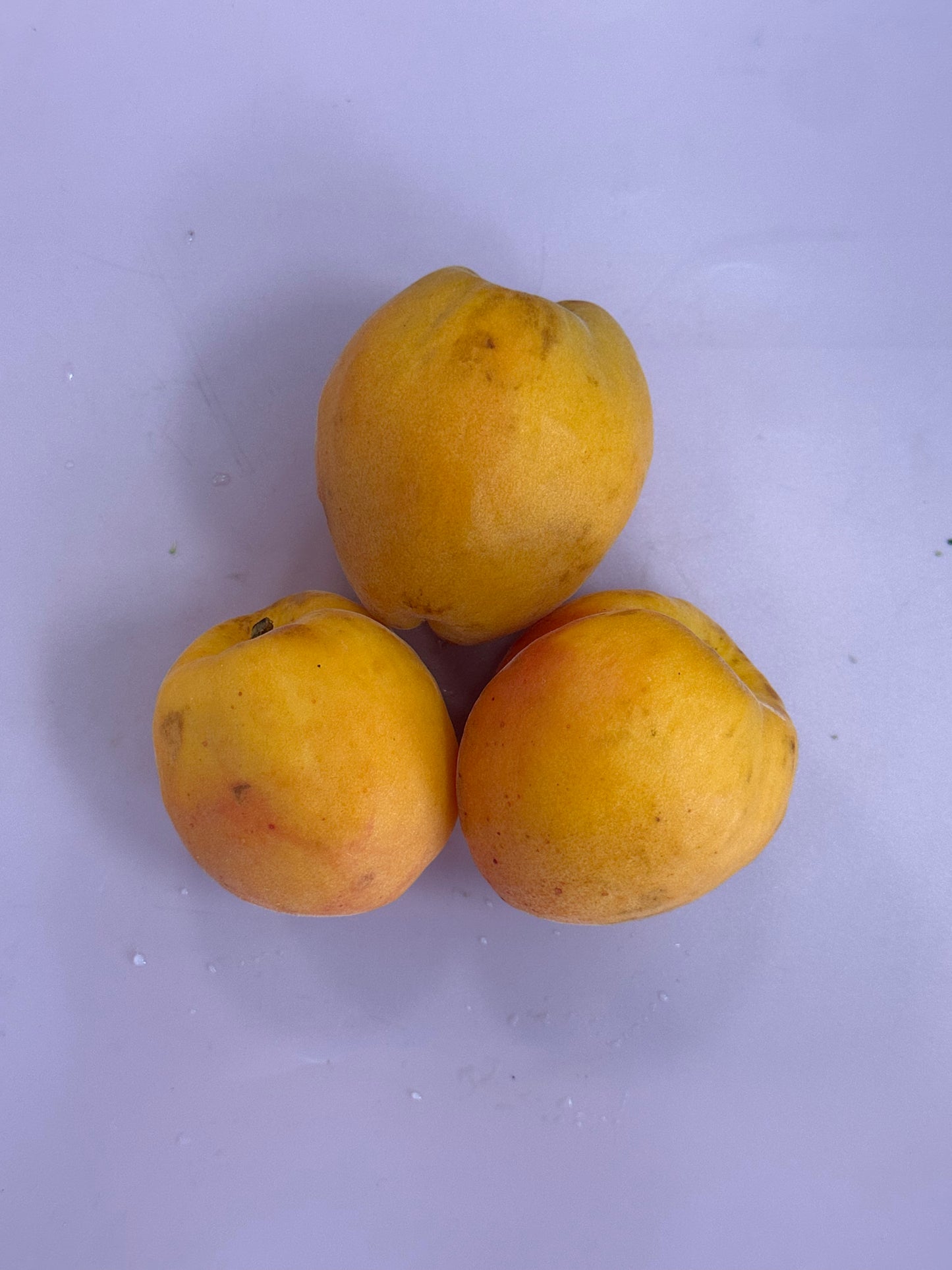 Apricot