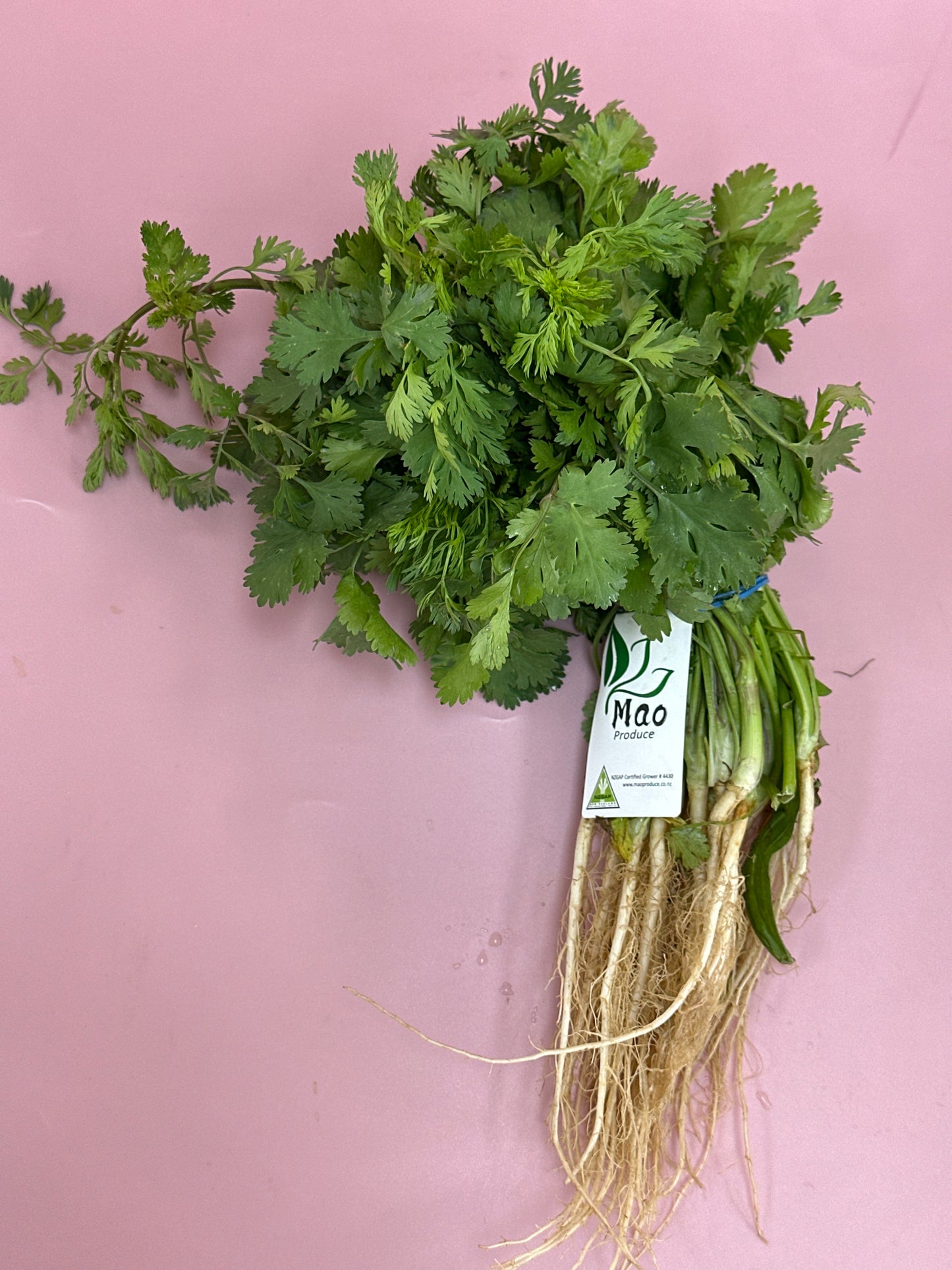 Coriander large bunch