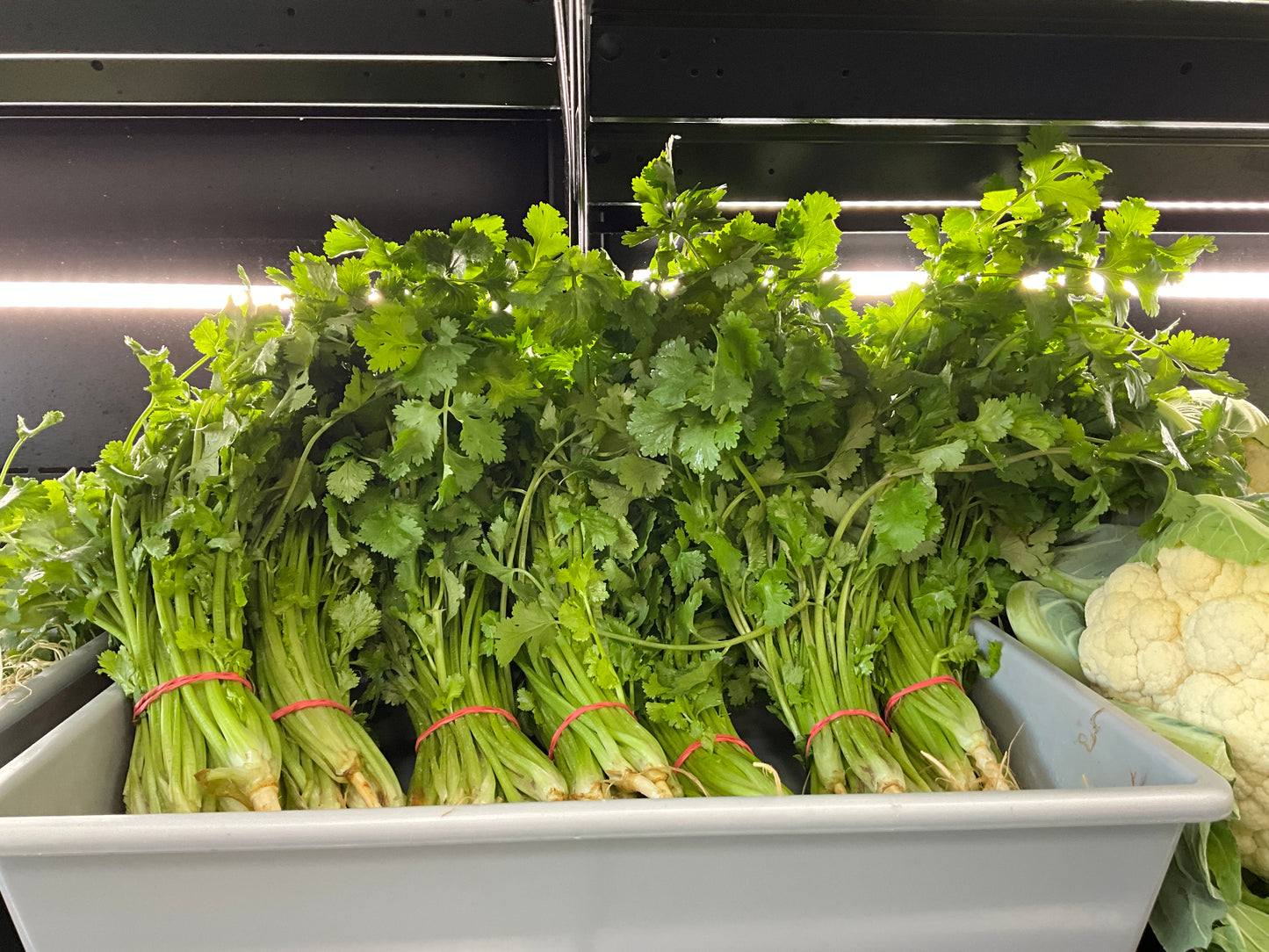 Coriander large bunch