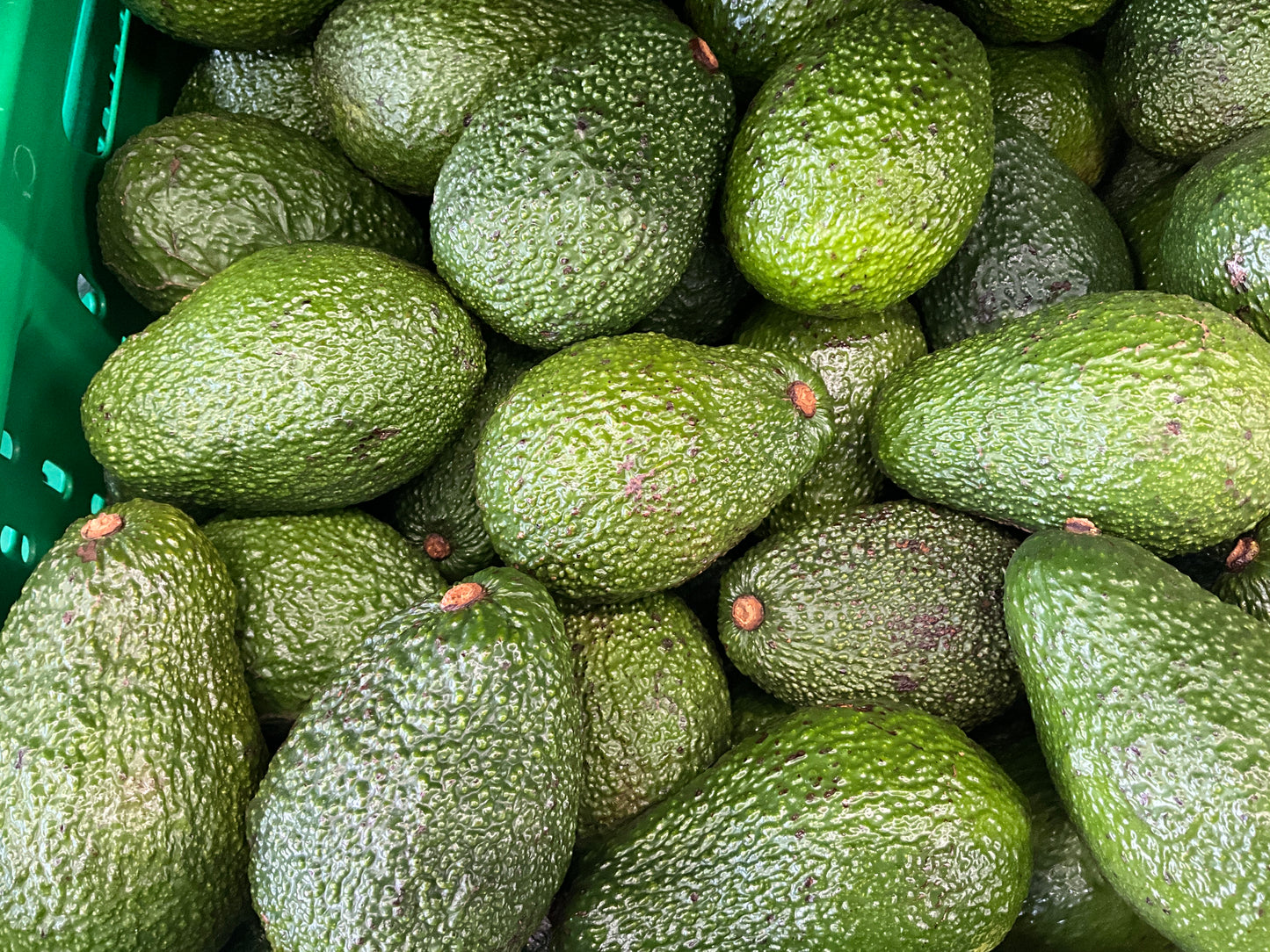 Avocado Hass