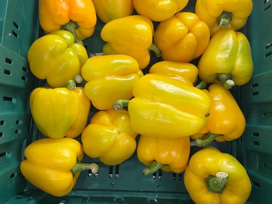 Capsicum Yellow