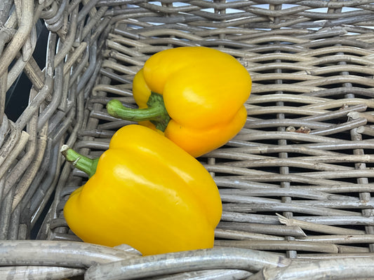 Capsicum Yellow each