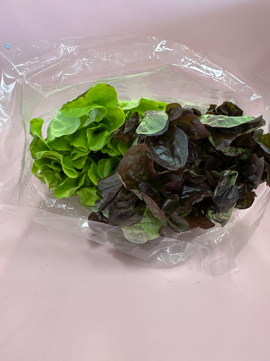 Lettuce Hydro Mixed Frill /ea