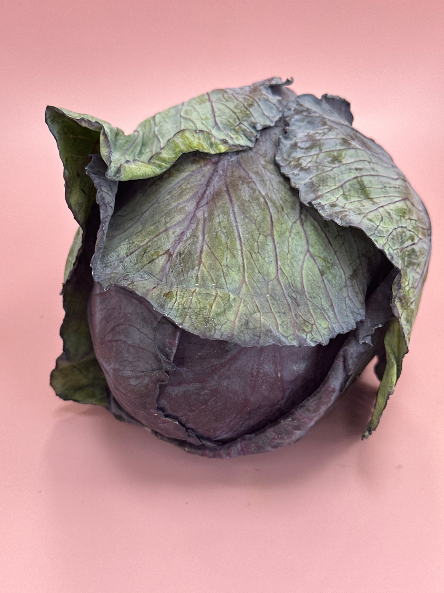 Cabbage Red ea