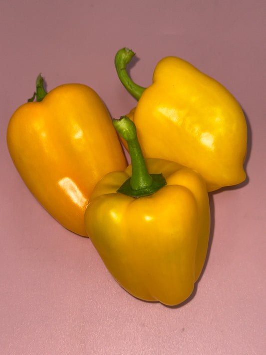 Capsicum Yellow/kg