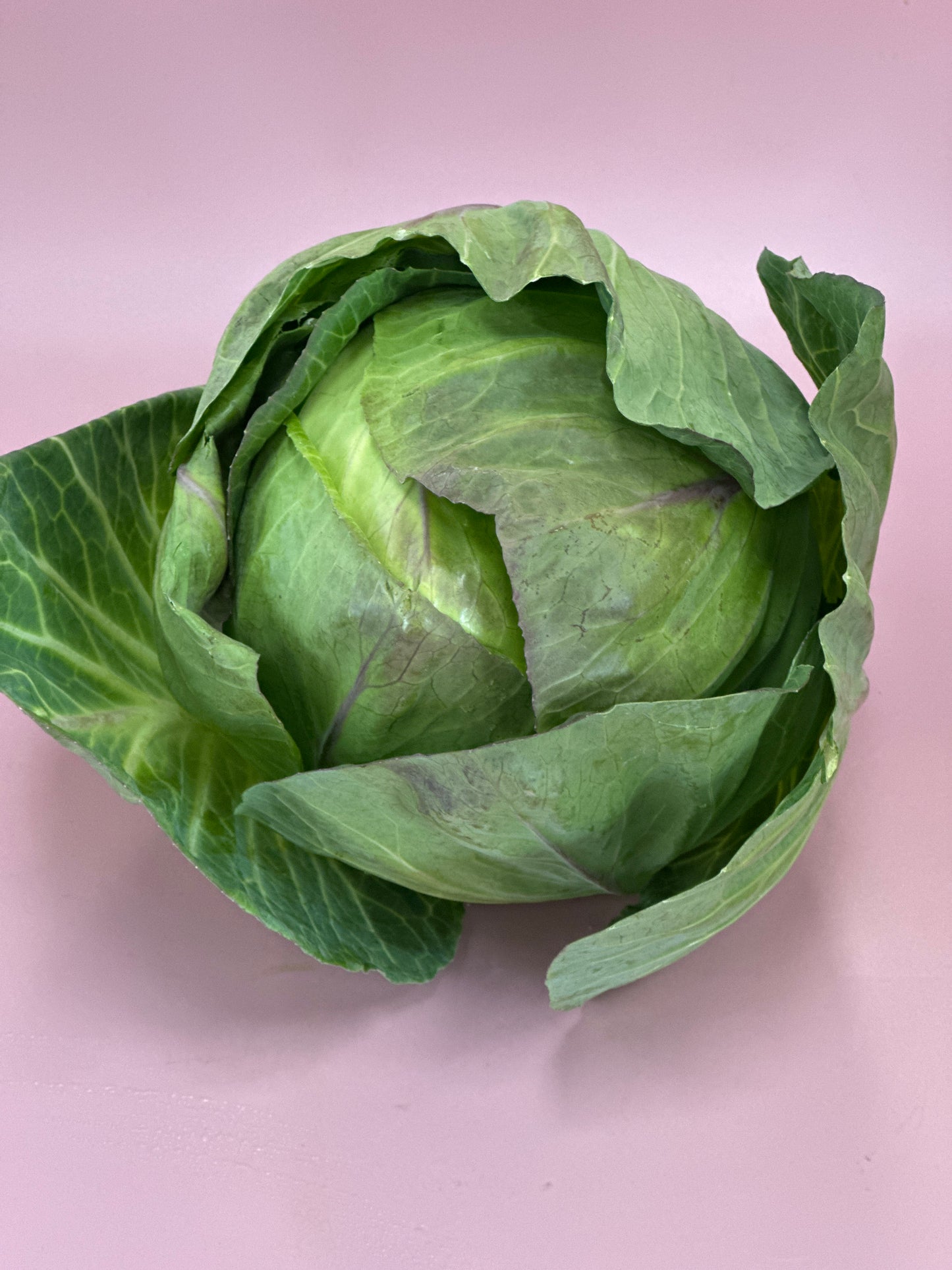 Cabbage ea