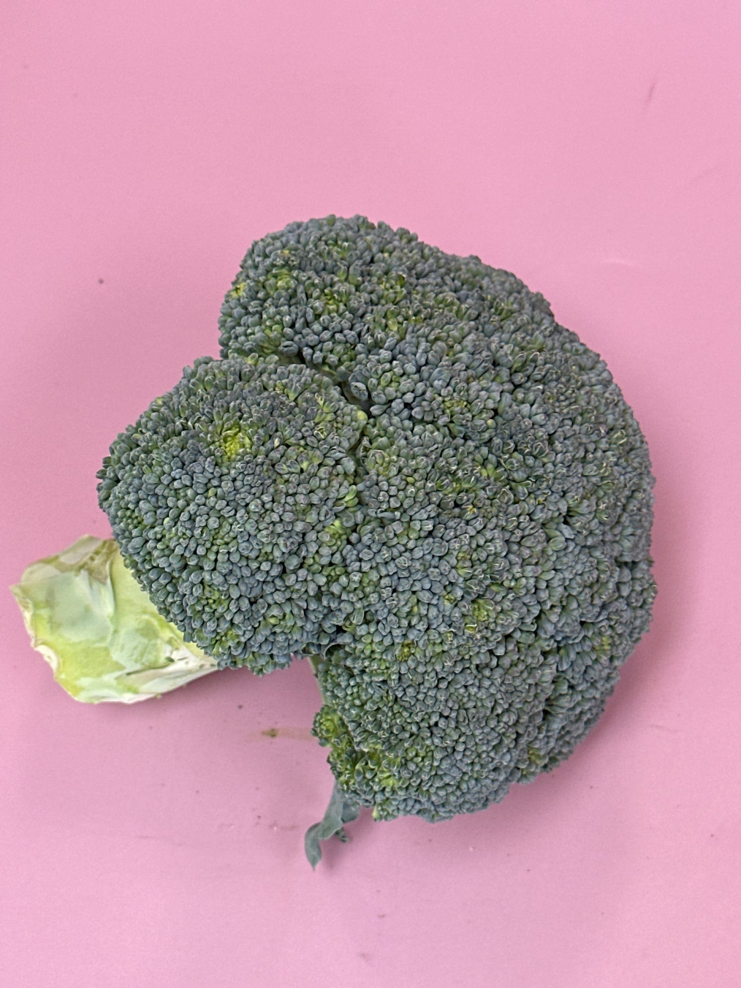 Broccoli /ea