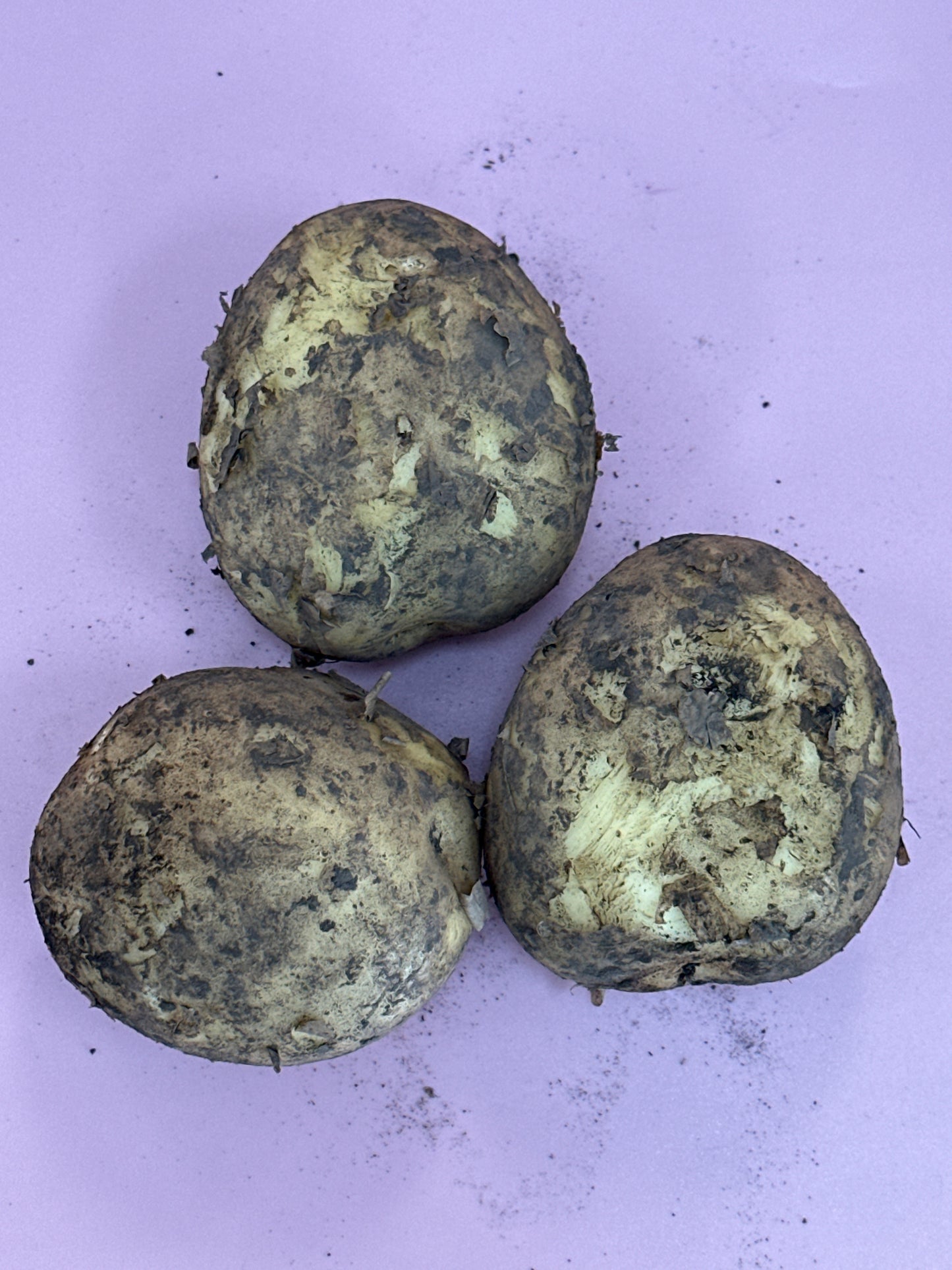 Black Soil Rocket Potato /kg