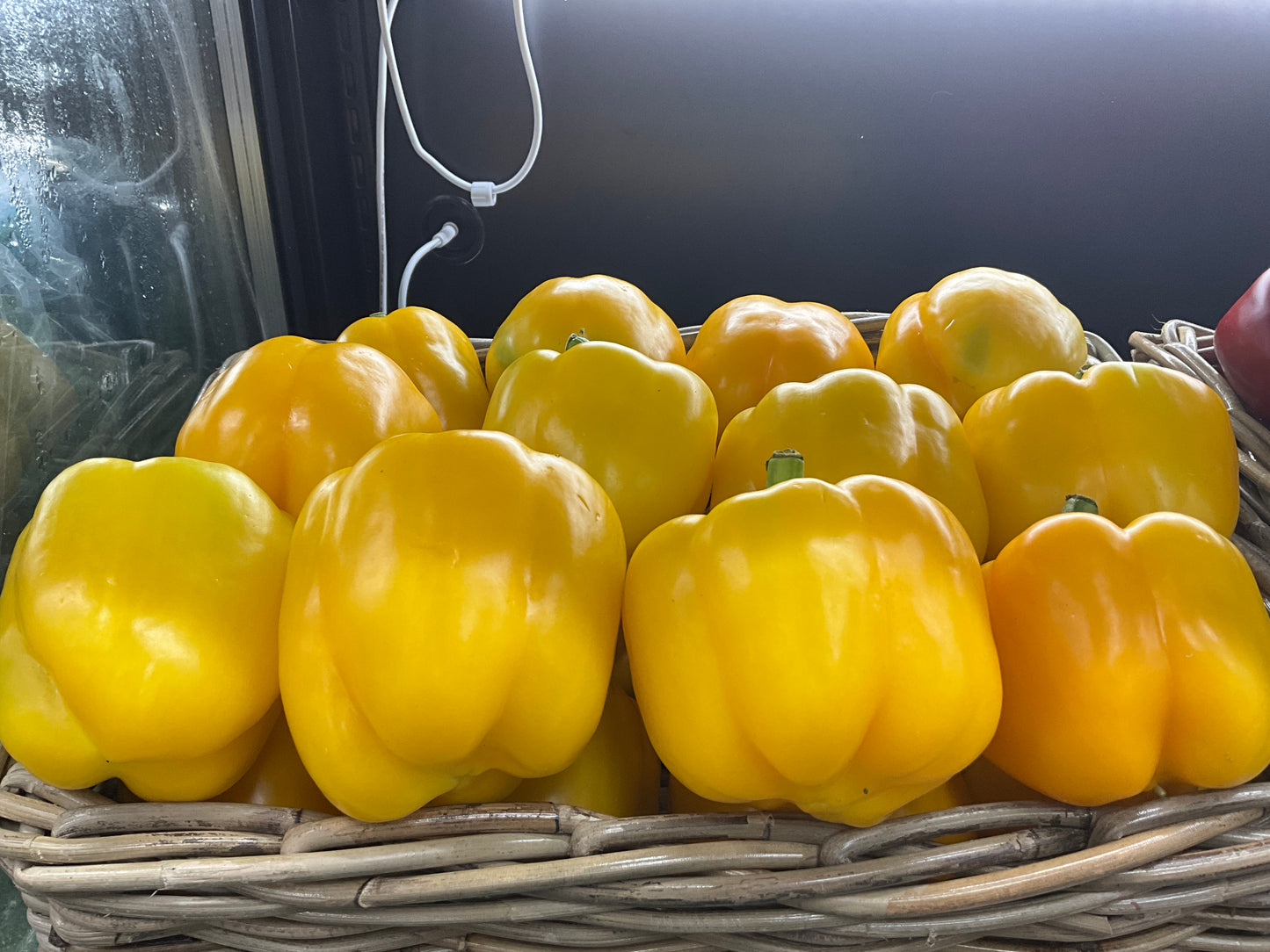 Capsicum Yellow each